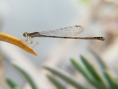 Argentagrion ambiguum