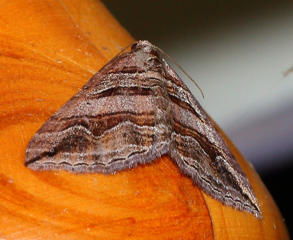 Scotopteryx ferridotata