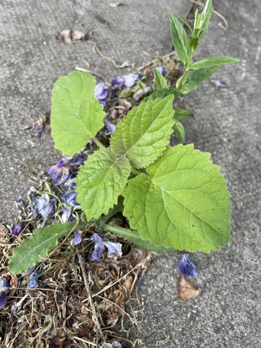 Paulownia tomentosa