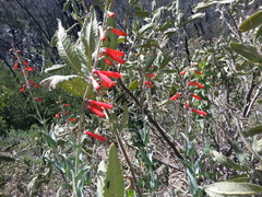 Penstemon centranthifolius