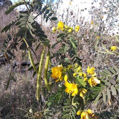 Senna multiglandulosa