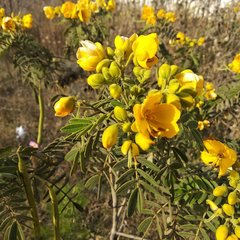 Senna multiglandulosa