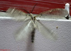 Chauliodes
