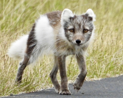 Arctic Fox
