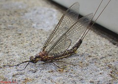 Ephemeridae