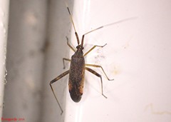 Phytocoris lasiomerus