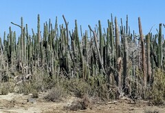 Stenocereus heptagonus, photograph Zac Peterson, CC BY, iNaturalist via GBIF