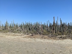 Stenocereus heptagonus, photograph Zac Peterson, CC BY, iNaturalist via GBIF