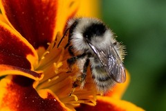 Bombus veteranus