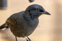 Laniarius funebris