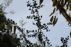 Schinus fasciculata
