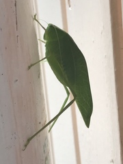 Microcentrum incarnatum