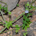 Arizona Pholistoma - Photo (c) Steve Jones, some rights reserved (CC BY-NC), uploaded by Steve Jones