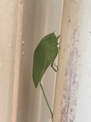 Microcentrum incarnatum