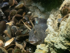 Feather Blenny photo 5