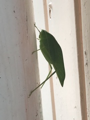 Microcentrum incarnatum