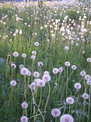 Taraxacum officinale
