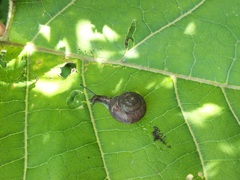 Fruticicola fruticum