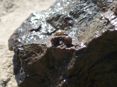 Bithynia tentaculata