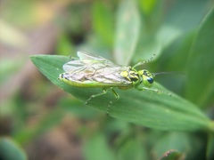 Rhogogaster chlorosoma