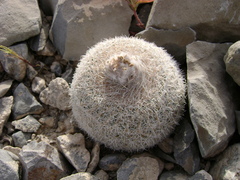 Epithelantha greggii greggii