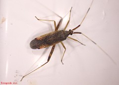 Phytocoris lasiomerus