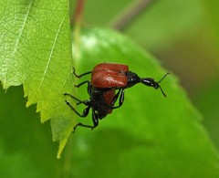 Apoderus coryli