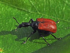Apoderus coryli
