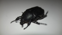 Protaetia morio