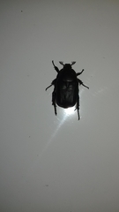 Protaetia morio