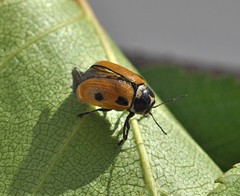 Cryptocephalus distinguendus