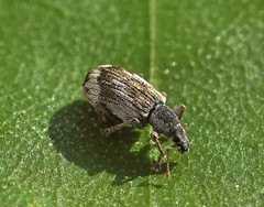 Polydrusus tereticollis