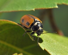 Cryptocephalus distinguendus