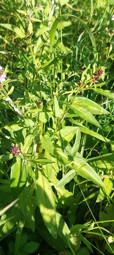 Image of Lysimachia dubia by (c) Алена Ручка, some rights reserved (CC BY)