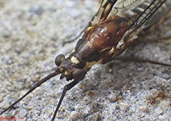 Ephemeridae