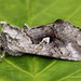 Scarce Silver Y Moth - Photo (c) Andrey Ponomarev, some rights reserved (CC BY-NC), uploaded by Andrey Ponomarev