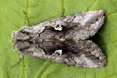 Syngrapha interrogationis