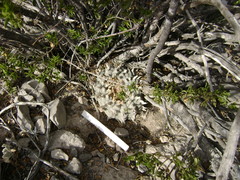 Lophophora williamsii