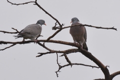 Columba palumbus