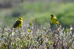 Crithagra flaviventris