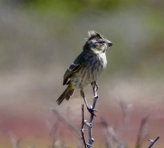 Crithagra flaviventris