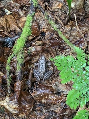 Lithobates sylvaticus image