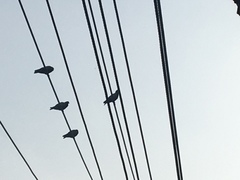 Columba livia domestica