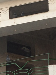 Columba livia domestica