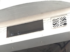 Columba livia domestica