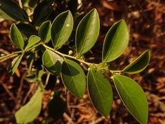 Breynia fruticosa