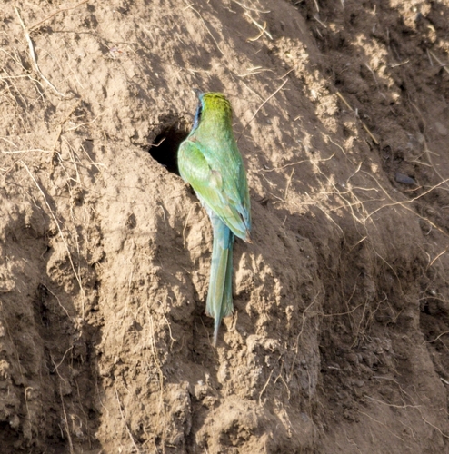 Arabian Green Bee-eater