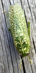Physemacris variolosa
