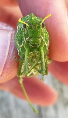 Physemacris variolosa