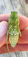 Physemacris variolosa